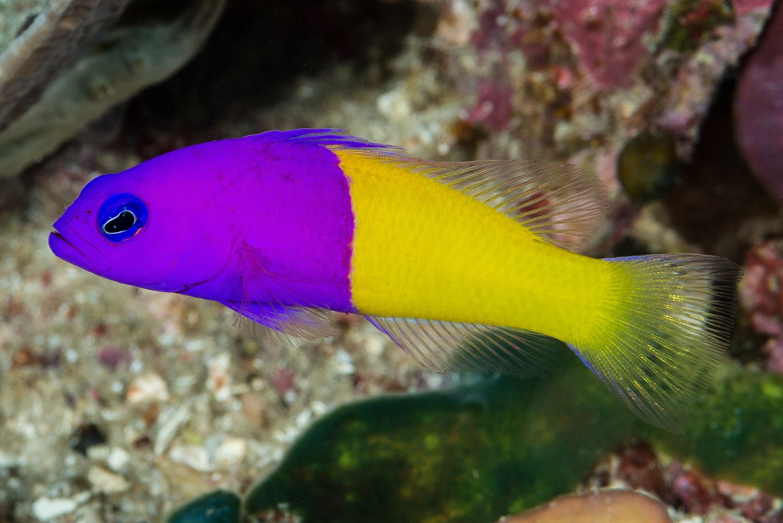 Royal Dottyback.Pictichromis Paccagnellae