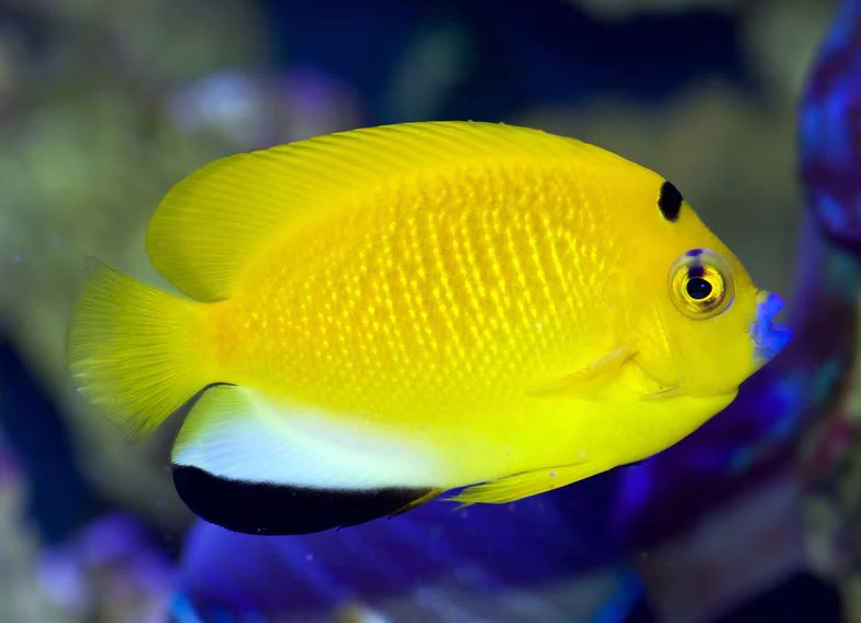 FishLand Flagfin Angel Fish. Apolemichthys Trimaculatus