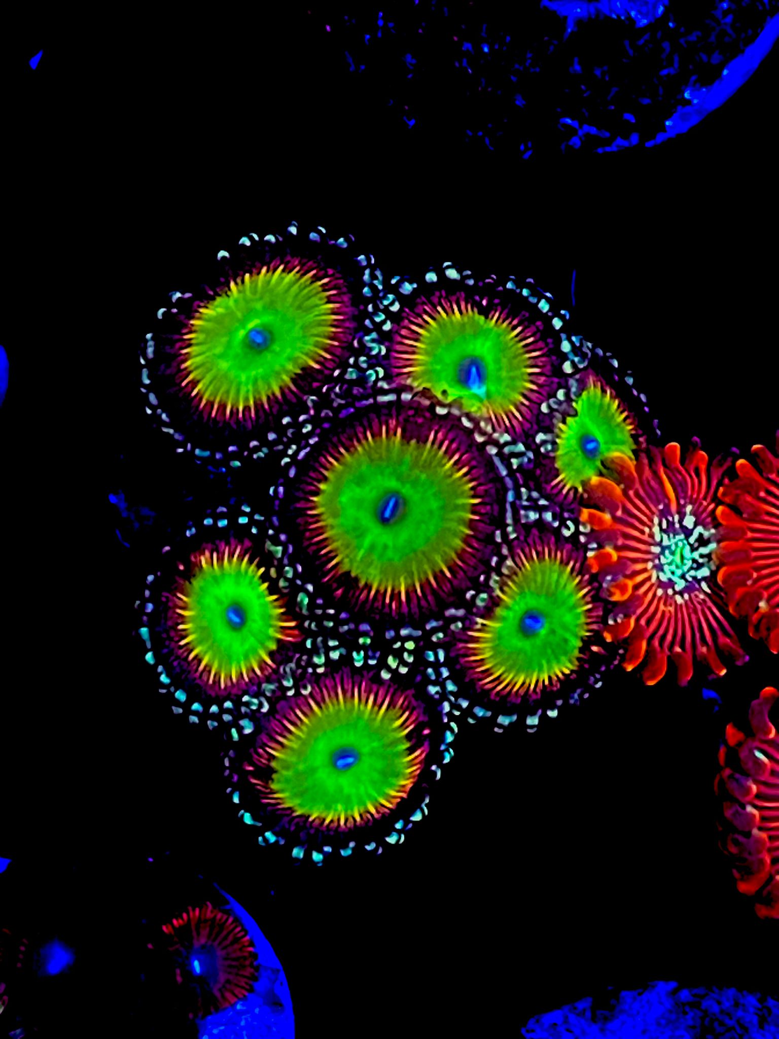 Candy Zoa Coral