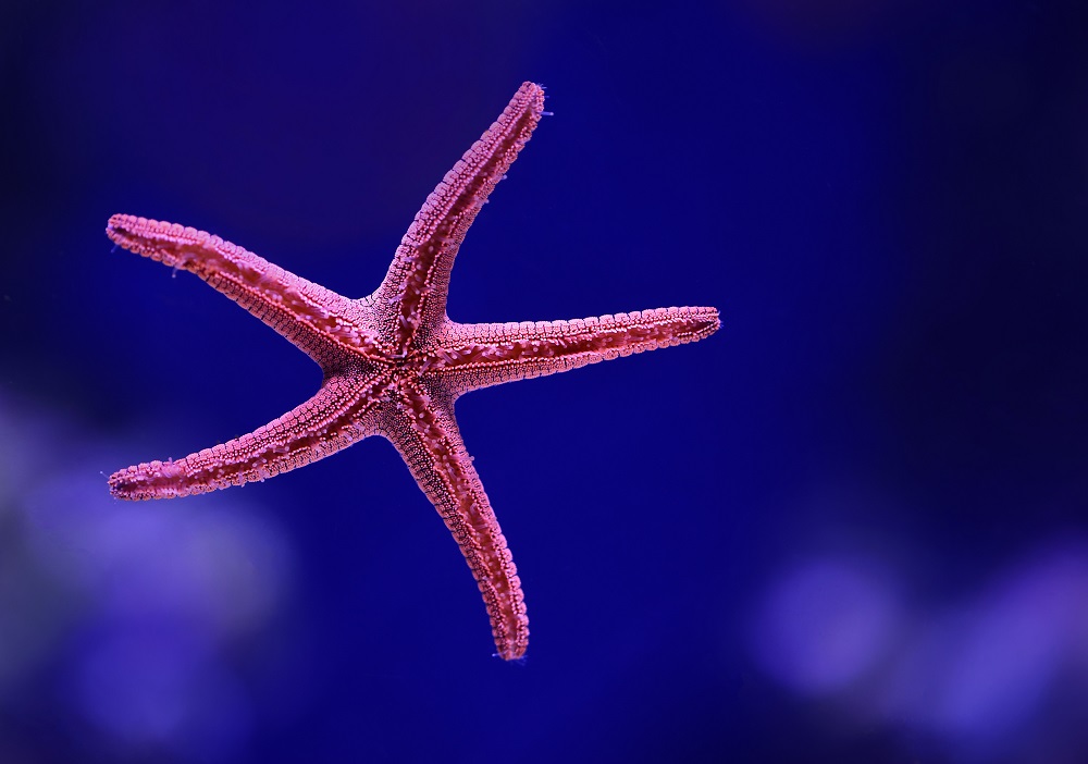 Starfish Deniz Yıldızı