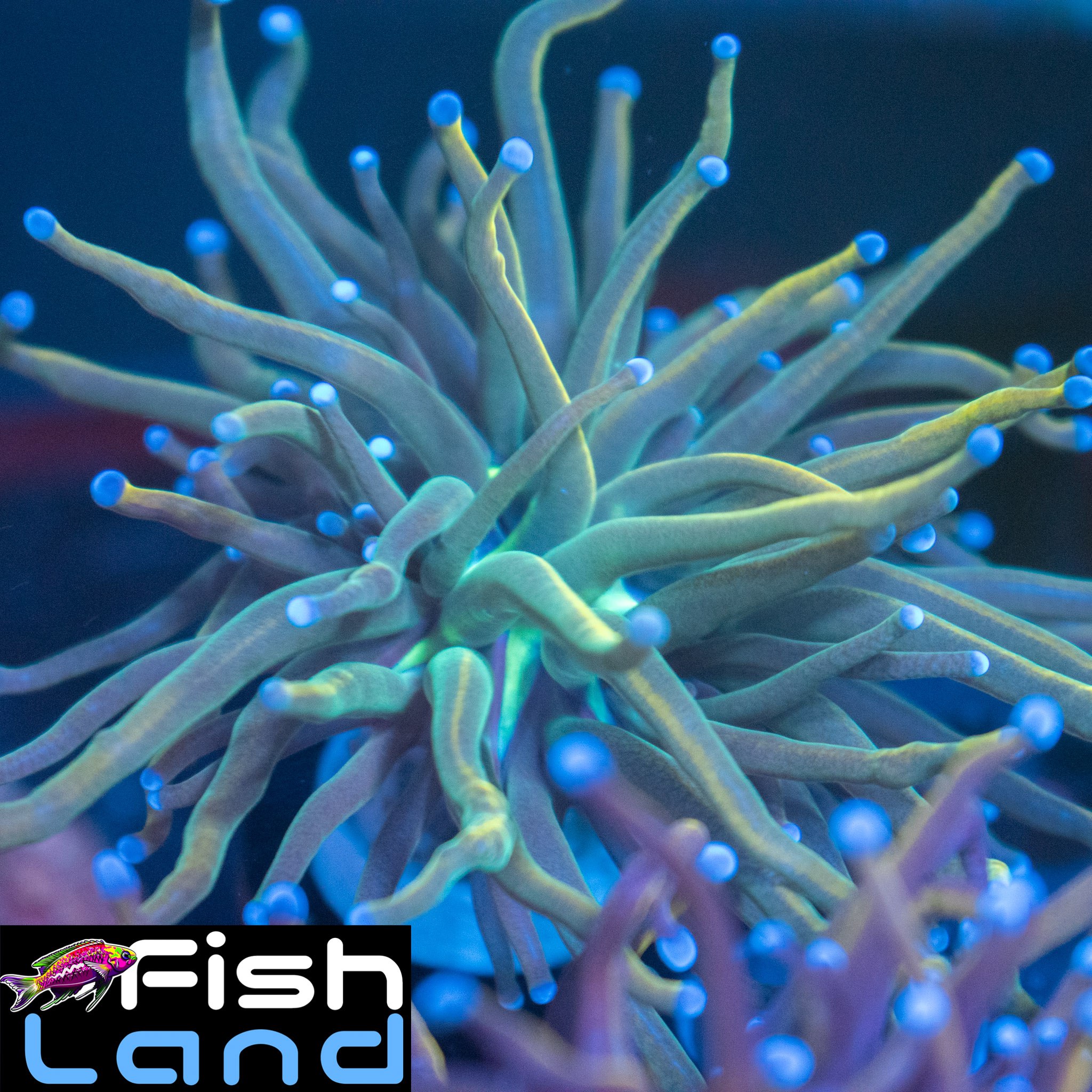 Dragon Tamer Torch A Grade