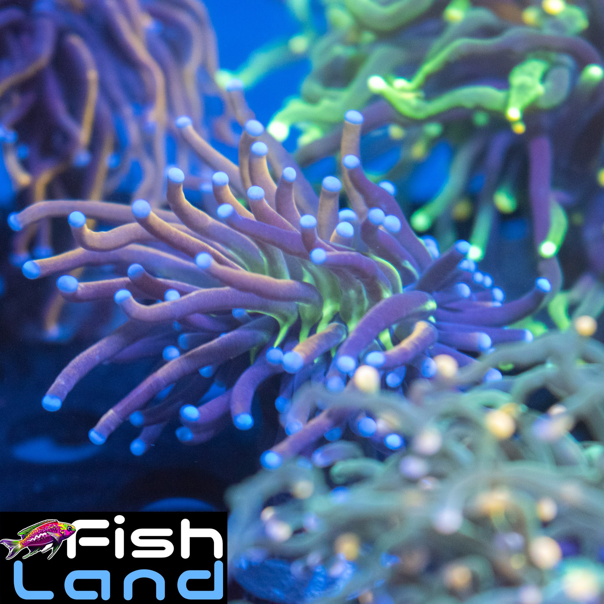 Spitfire Torch B Grade