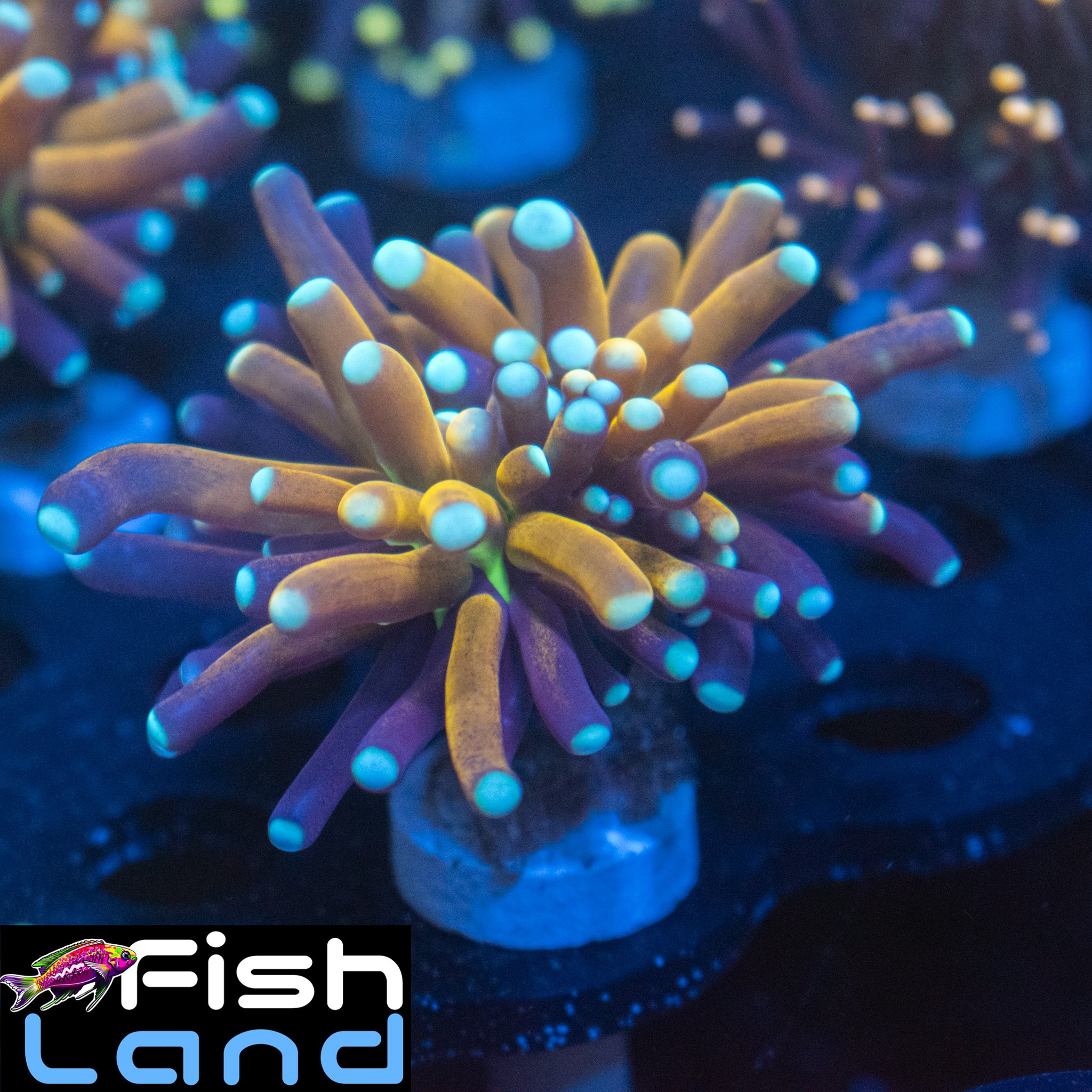 Ultra Tiger Branch Torch