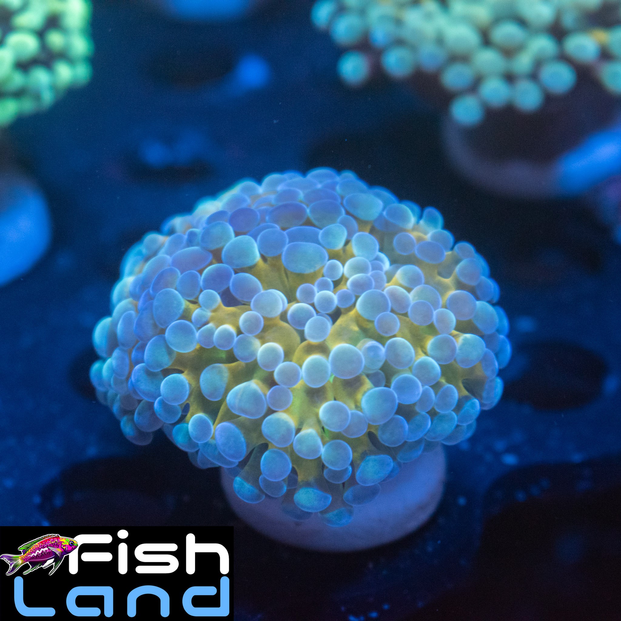 Yellow Splash Hybrid B Grade