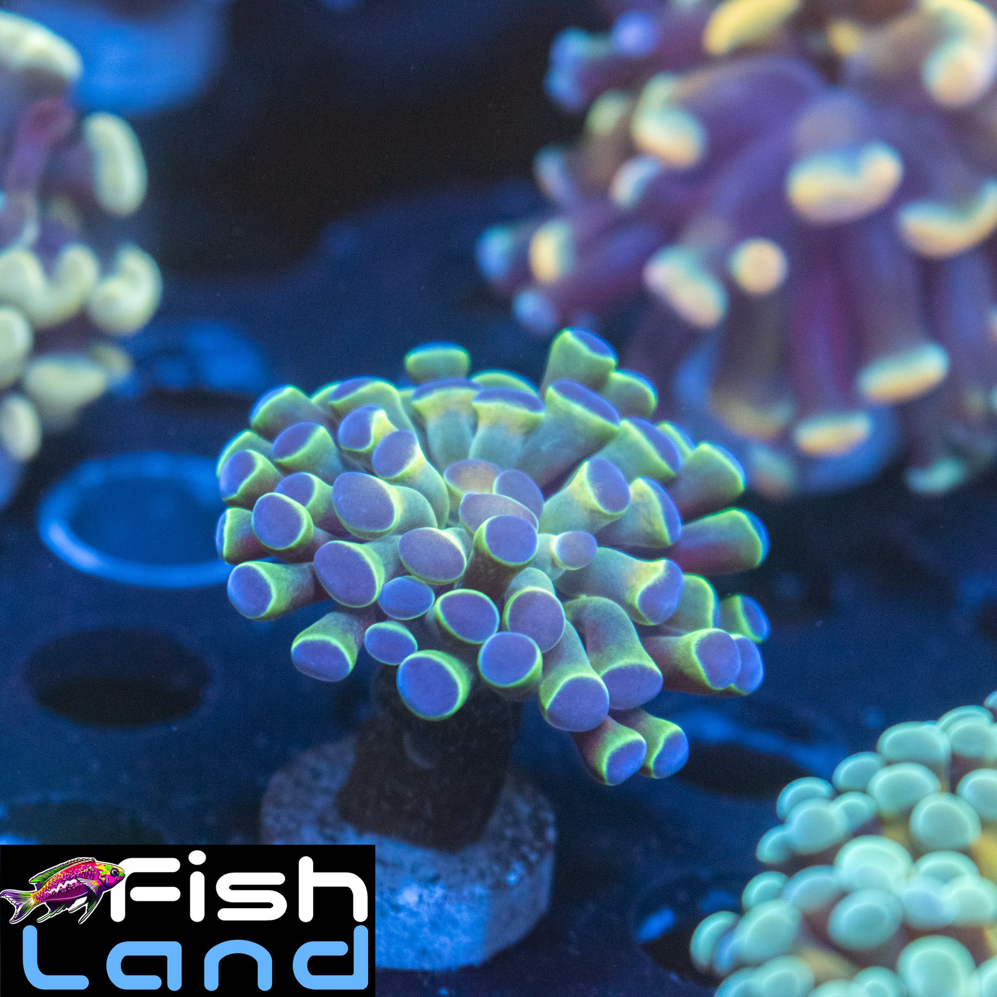 Ice Hologram Paraancora