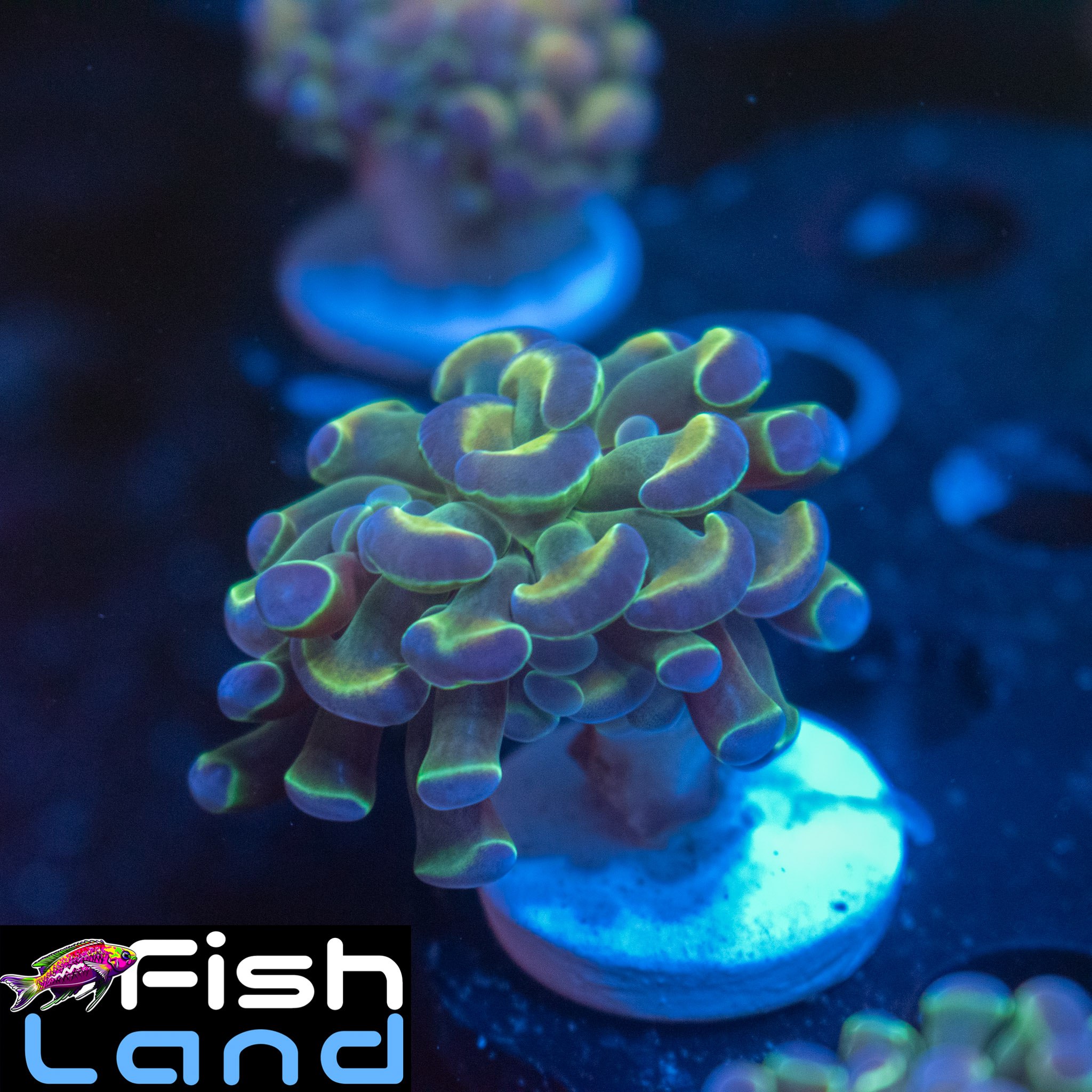 Explosion Paraancora