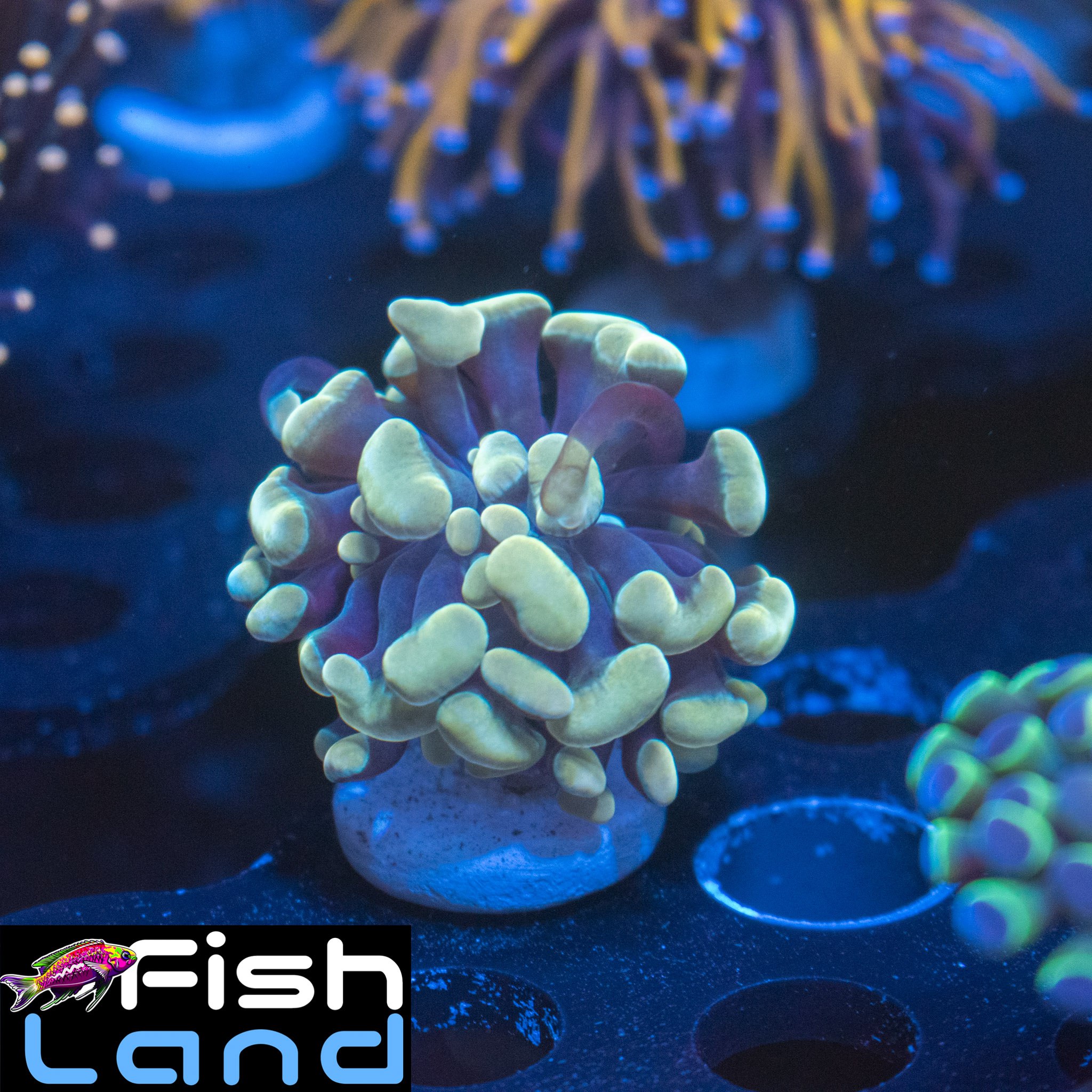 Light Yellow Paraancora