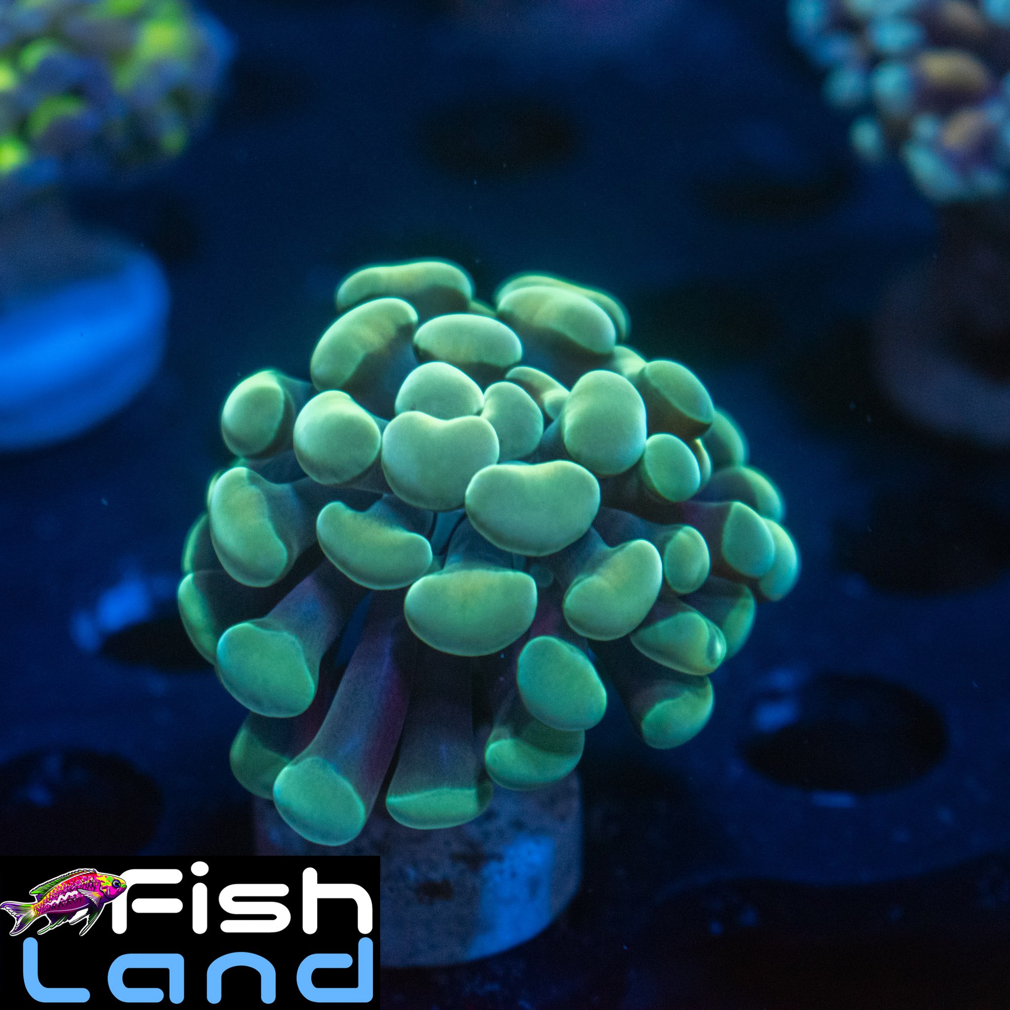 Gold Mint Paraancora