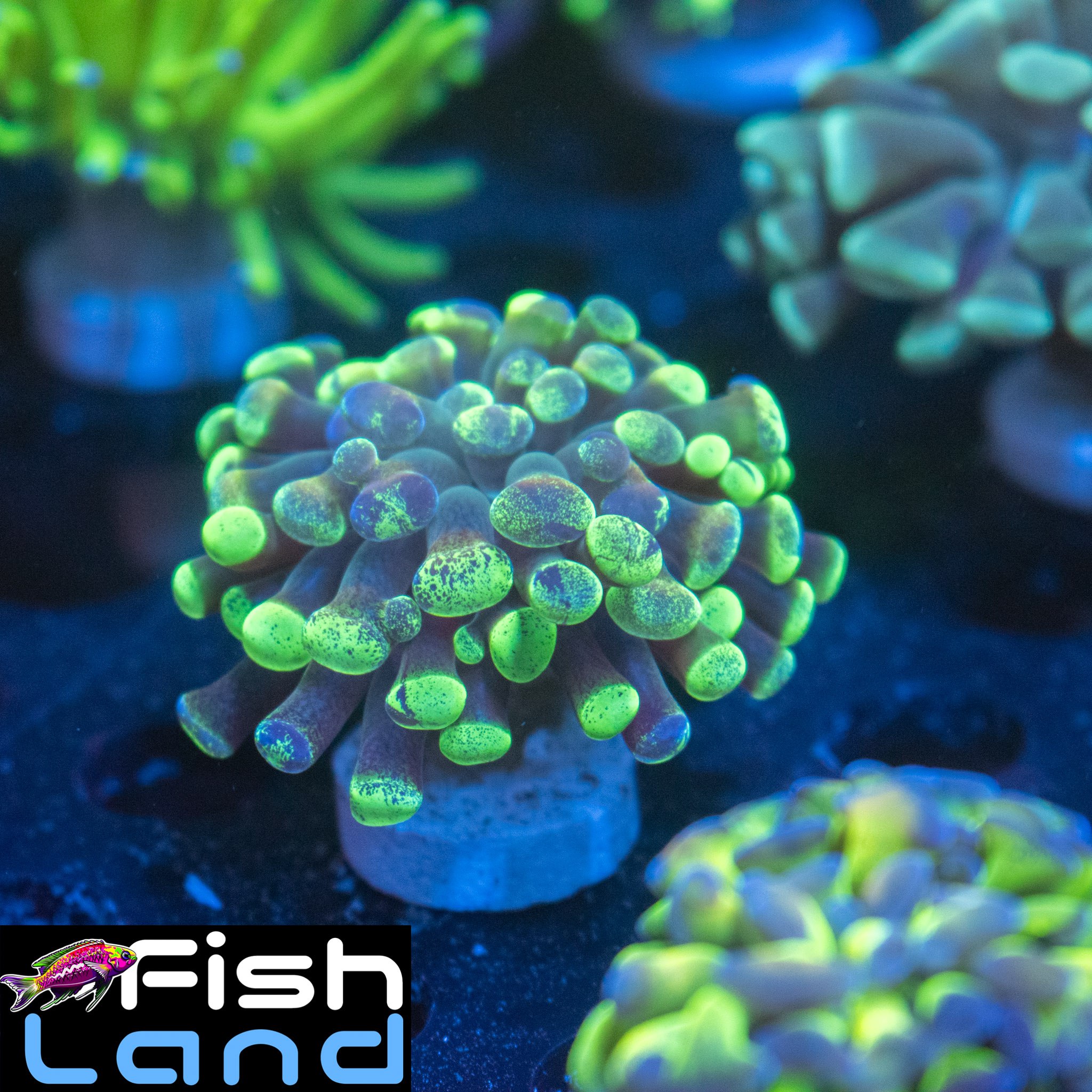 Flash Back Paraancora