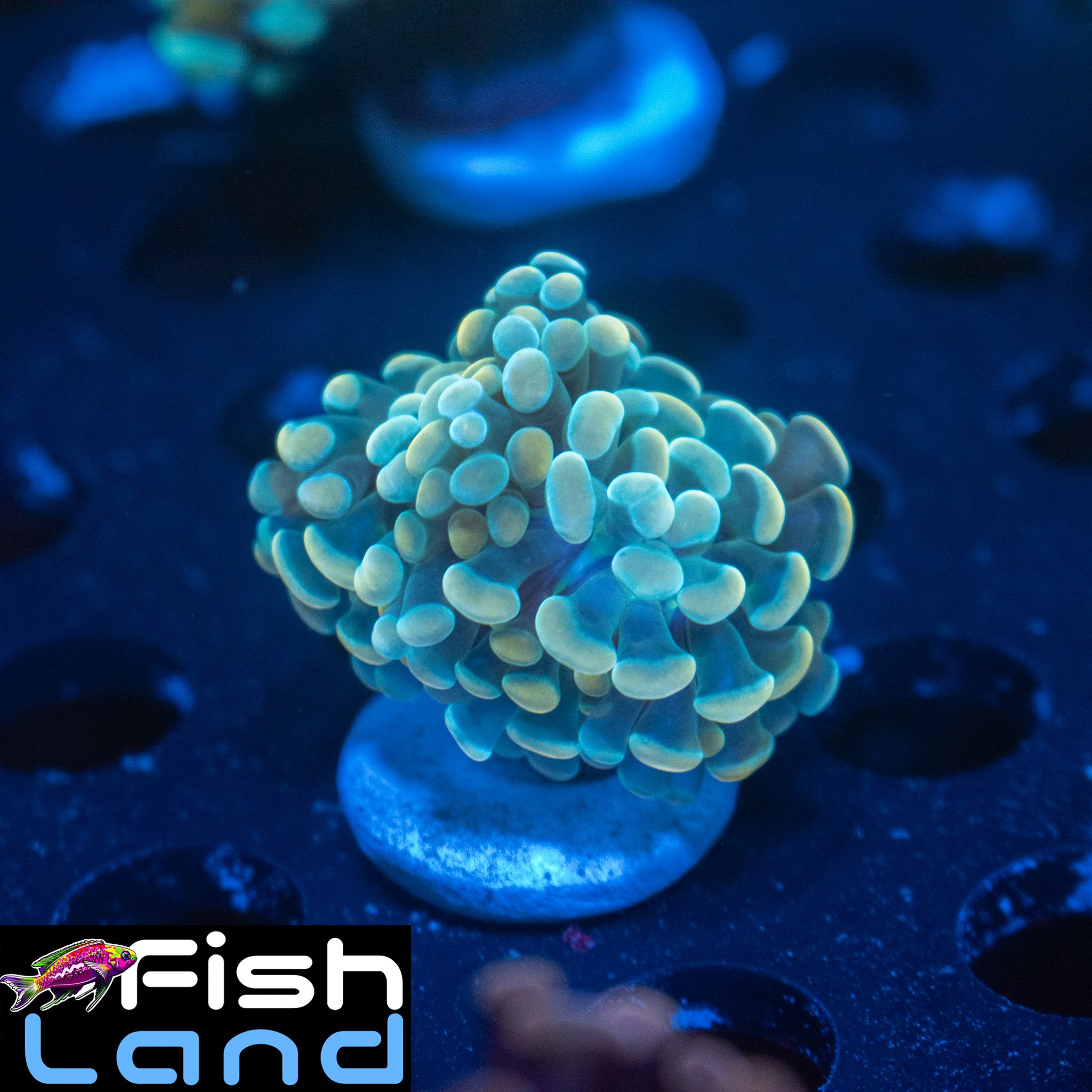 Light Orange Paraancora