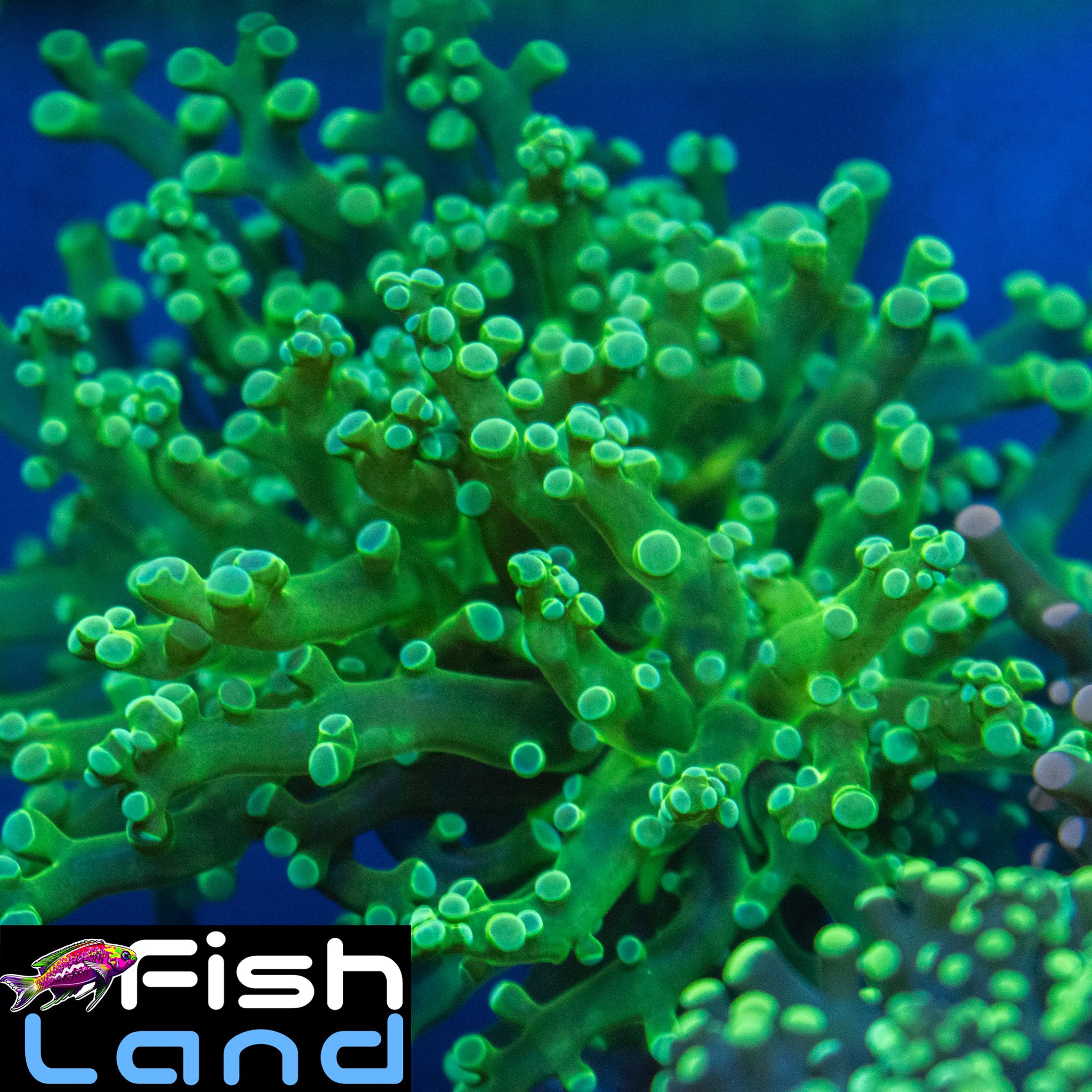 Grassy Field Frogspawn