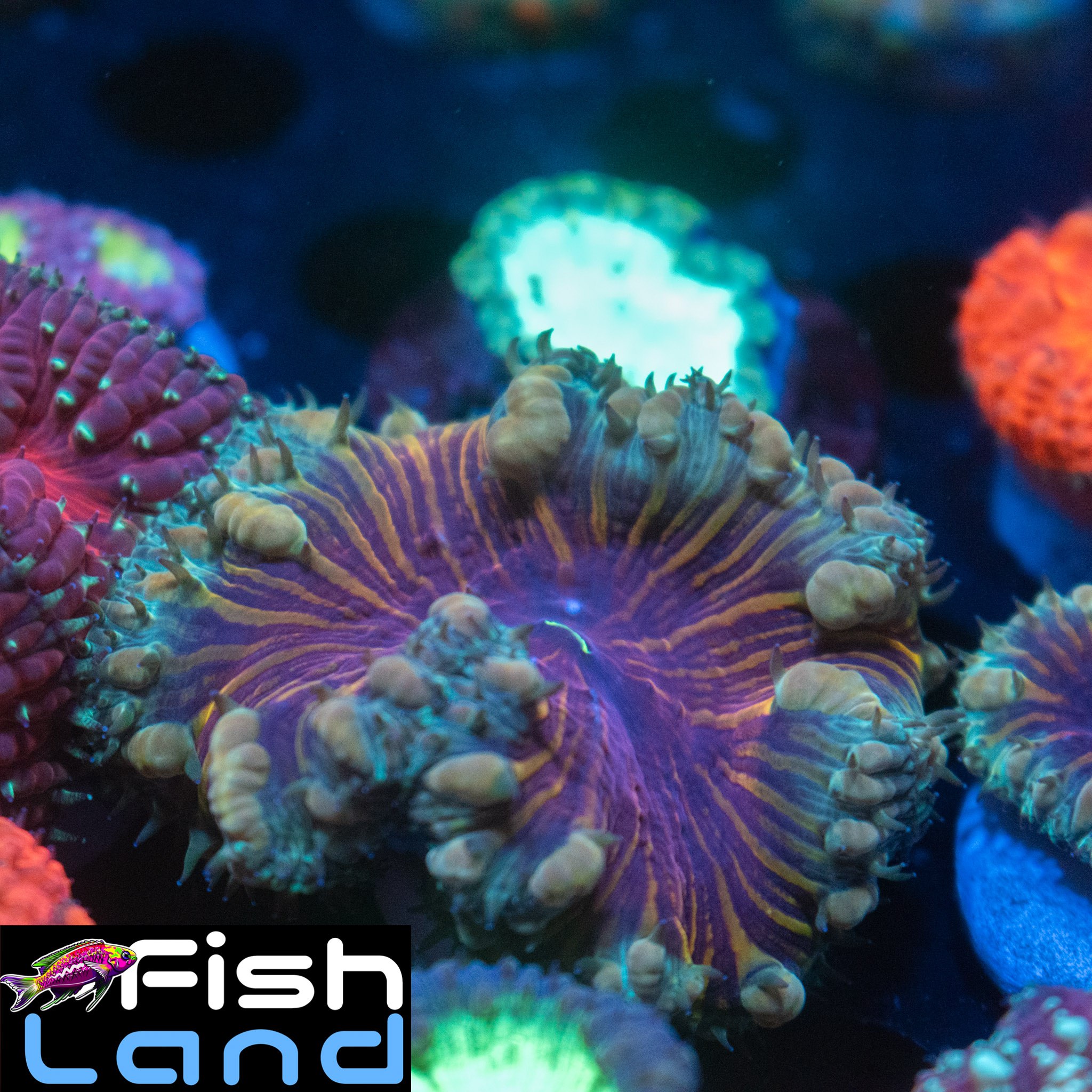 Mysterious Island Blastomussa