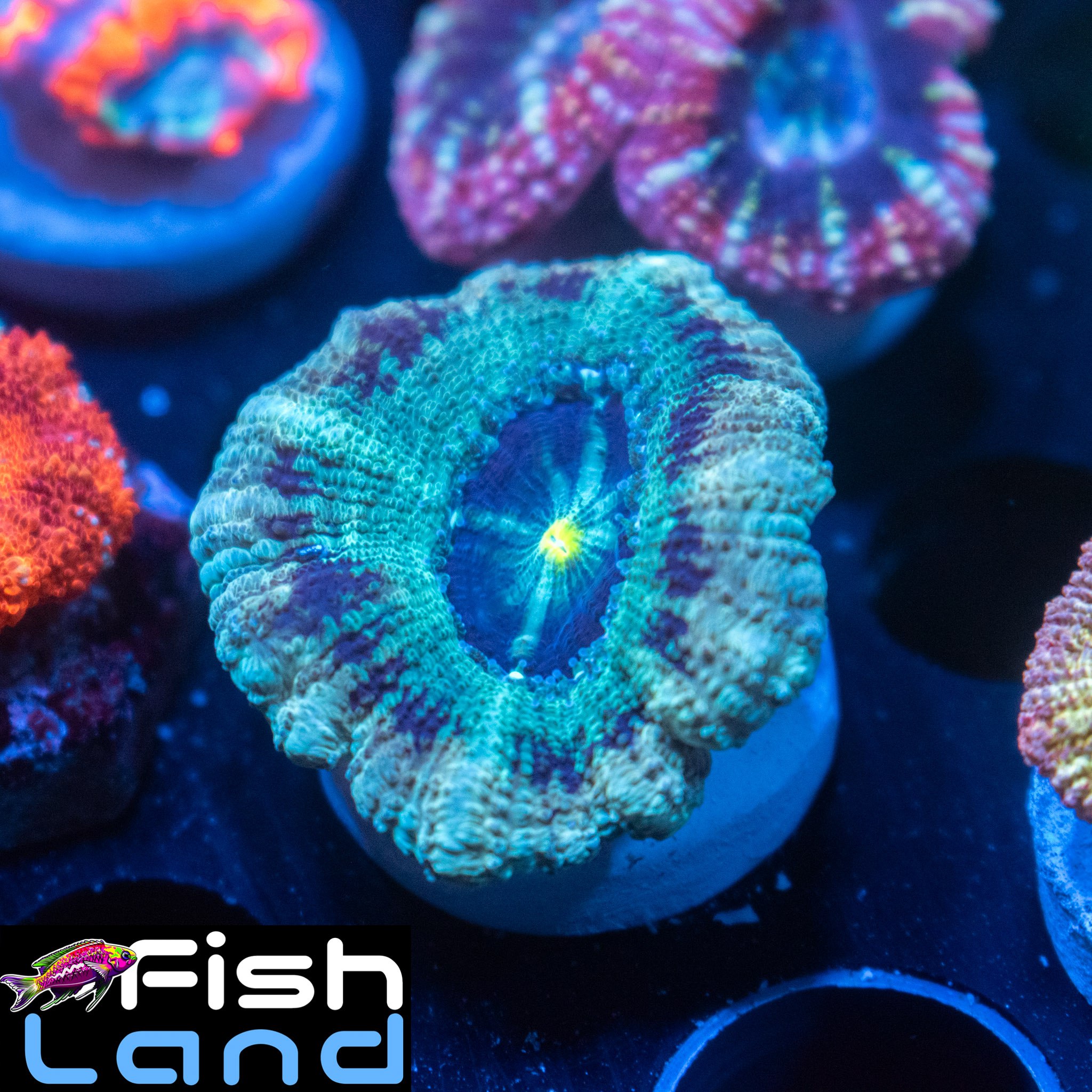 Sunny Bunny Micromussa