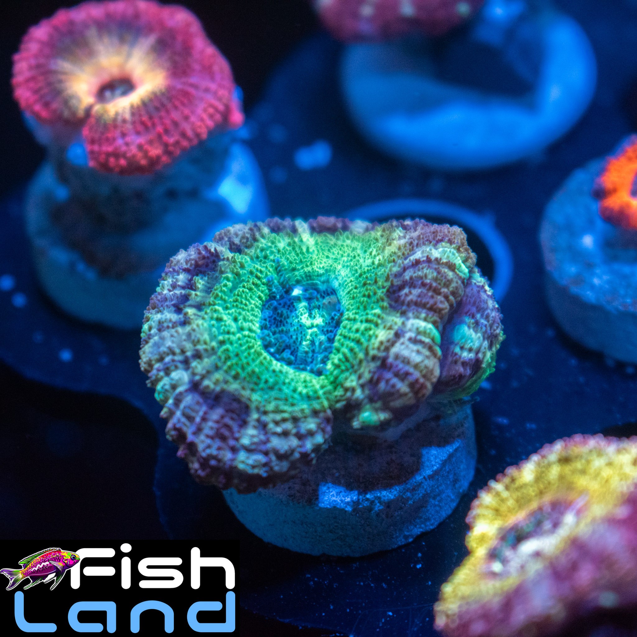 The Offspring Micromussa