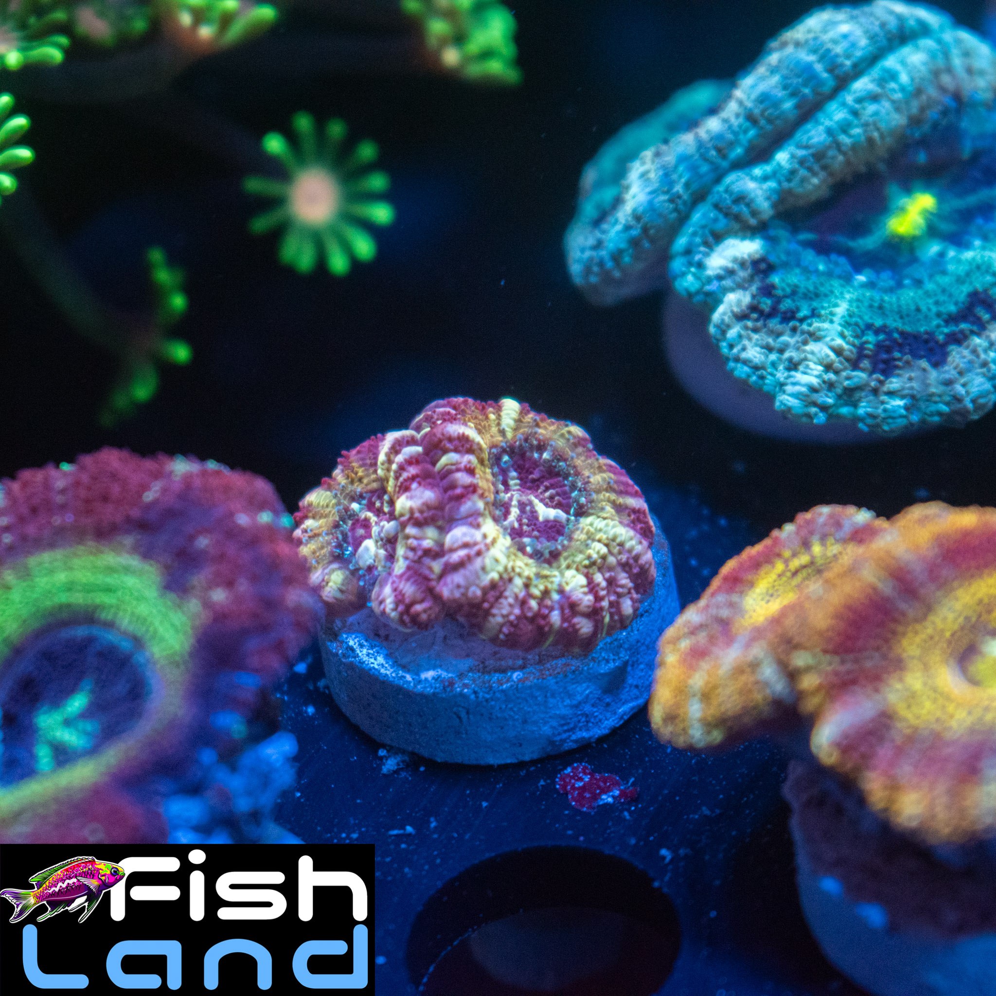 Hubba Bubbas Micromussa