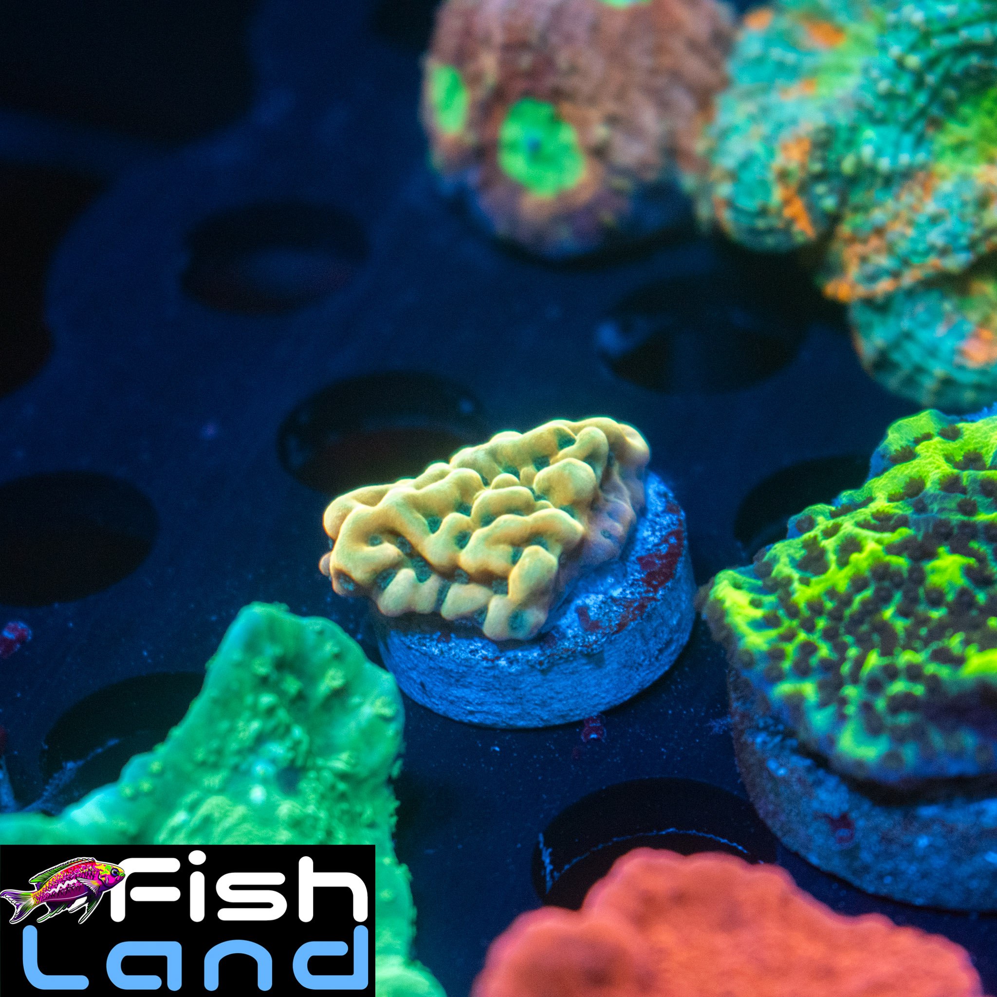 Beach Bum Montipora