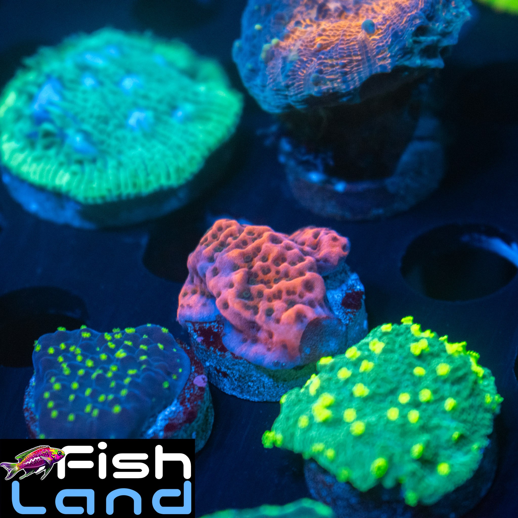 Cherry Tree Montipora