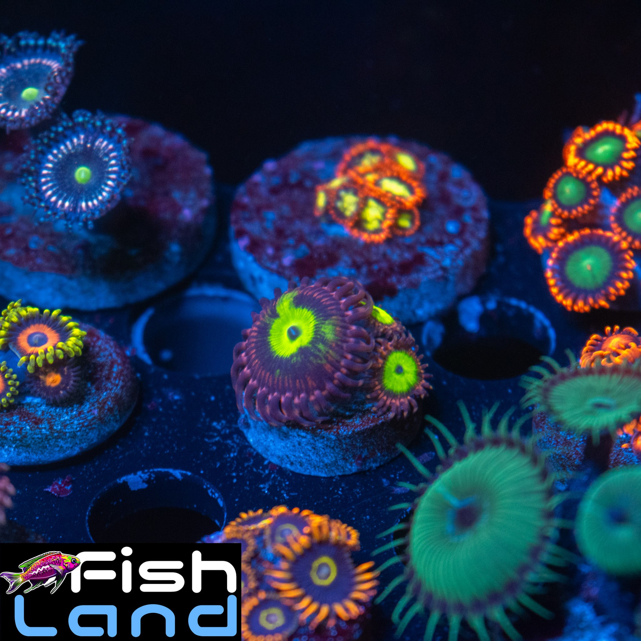 Omega Zoa
