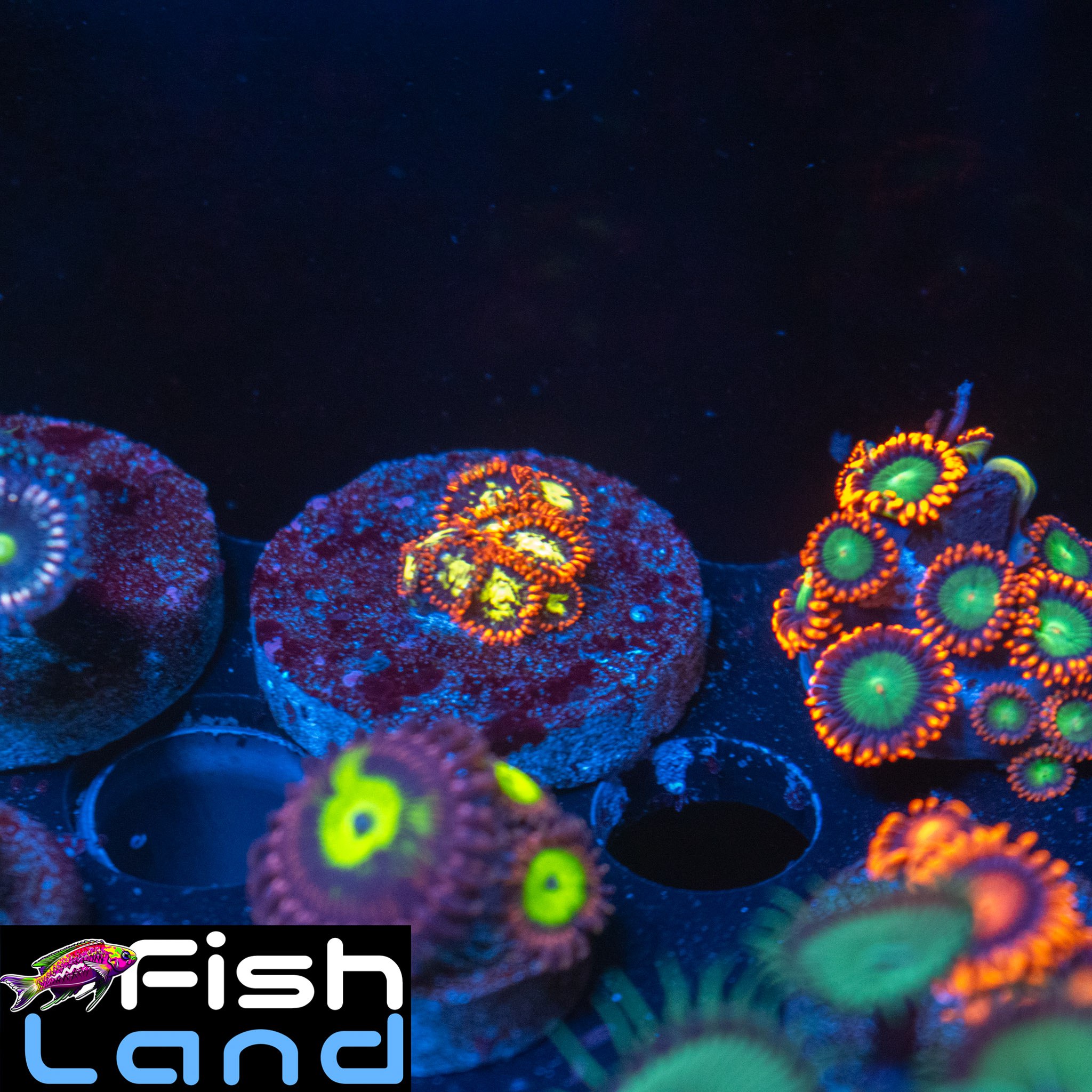 Ice And Fire Zoa