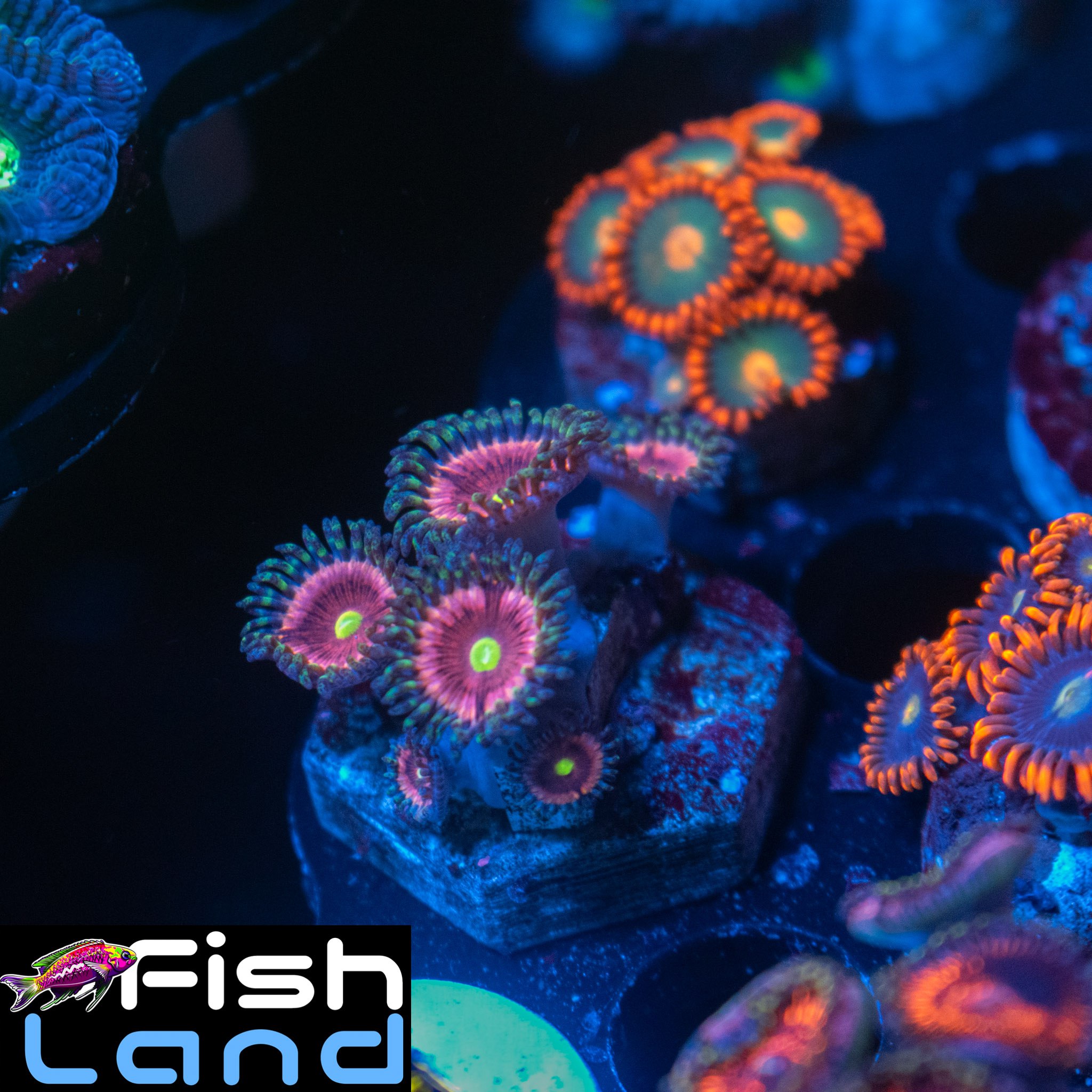 Yellow Eyes Zoa