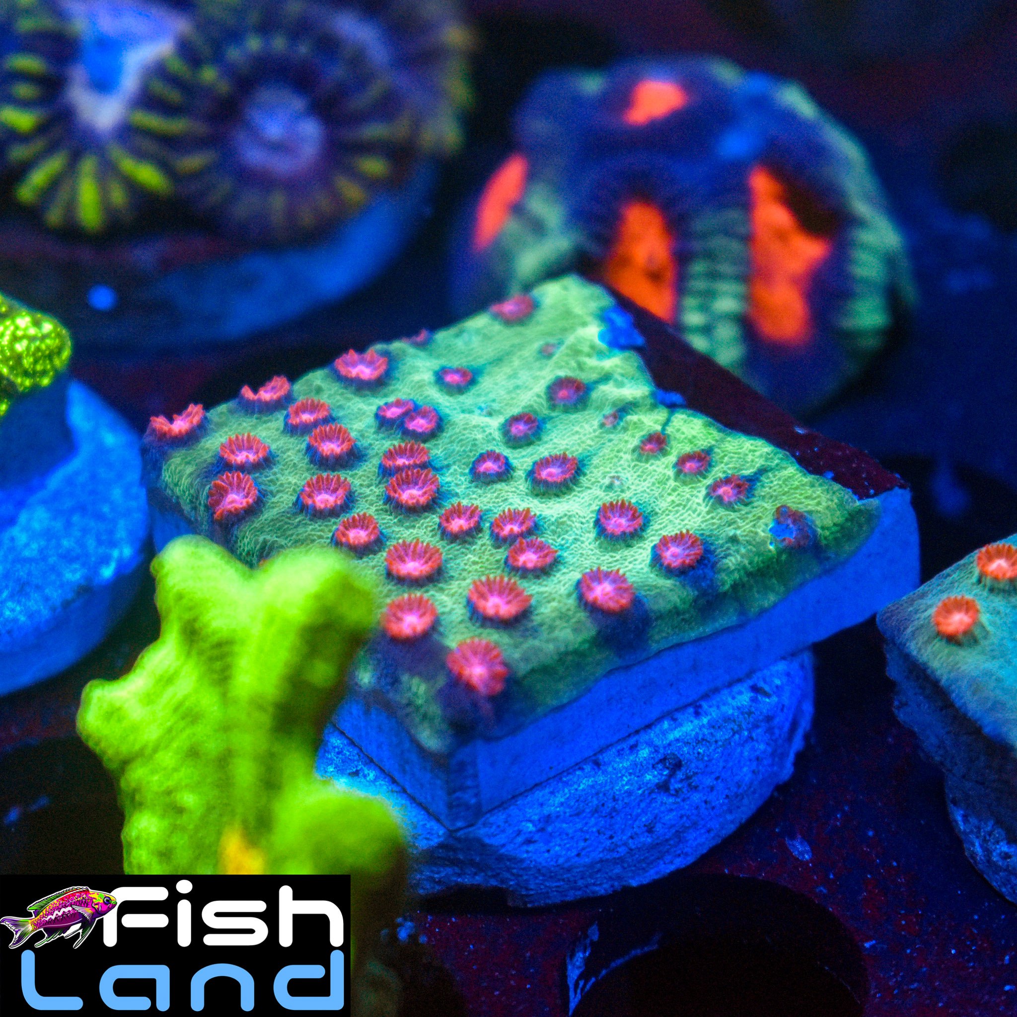 Alien Pox Cyphastrea