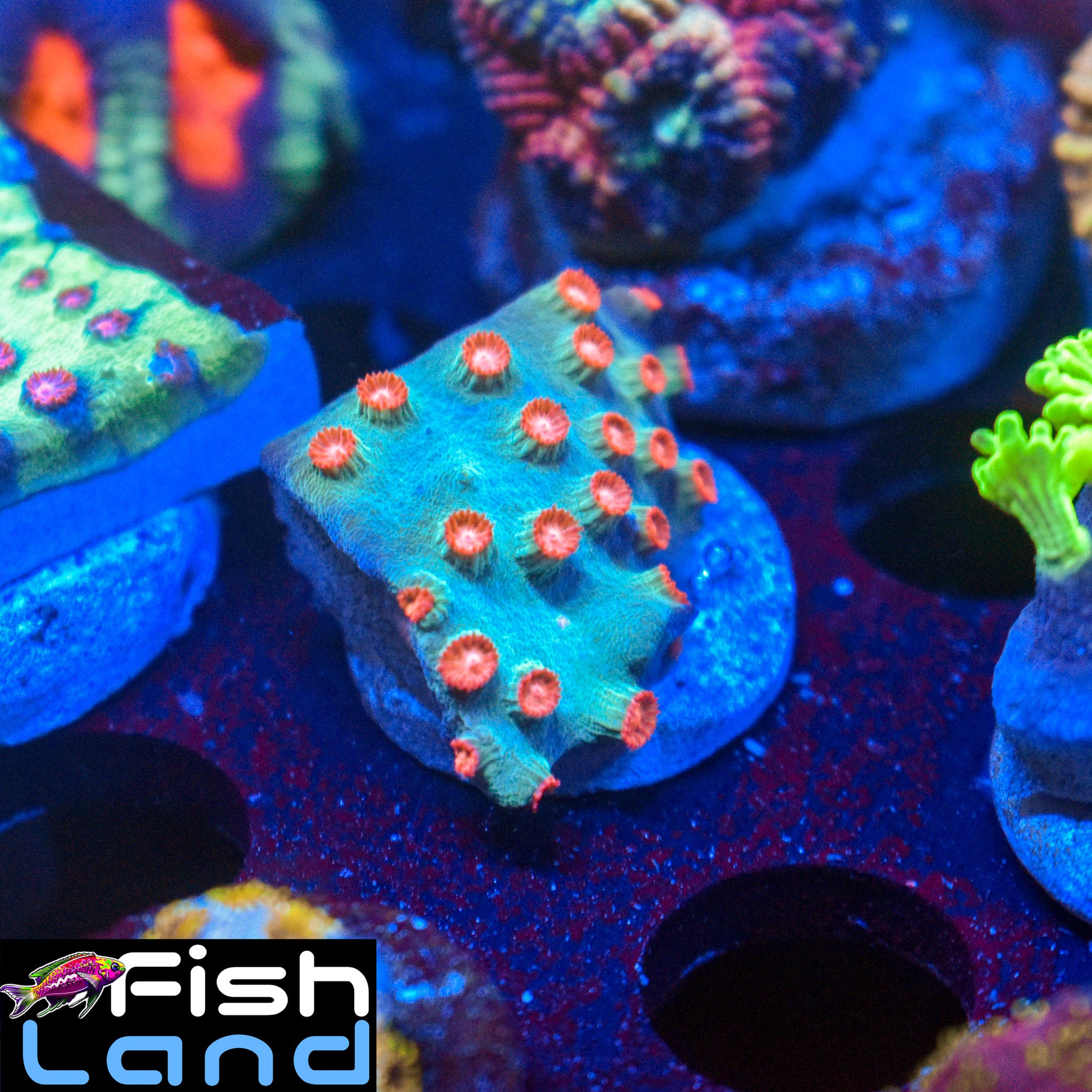 MetEOR Shower Cyphastrea