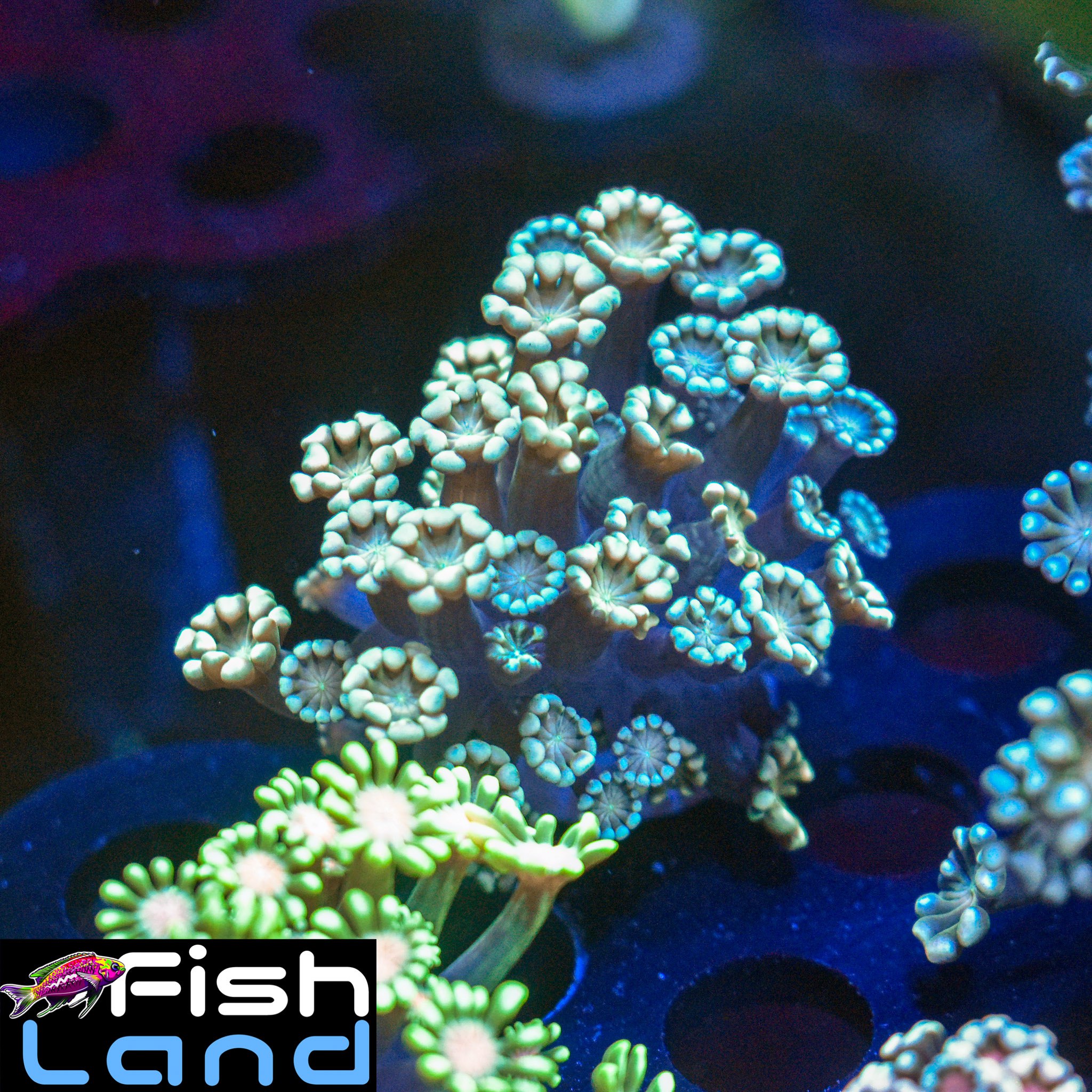 Peach Mint Alveopora