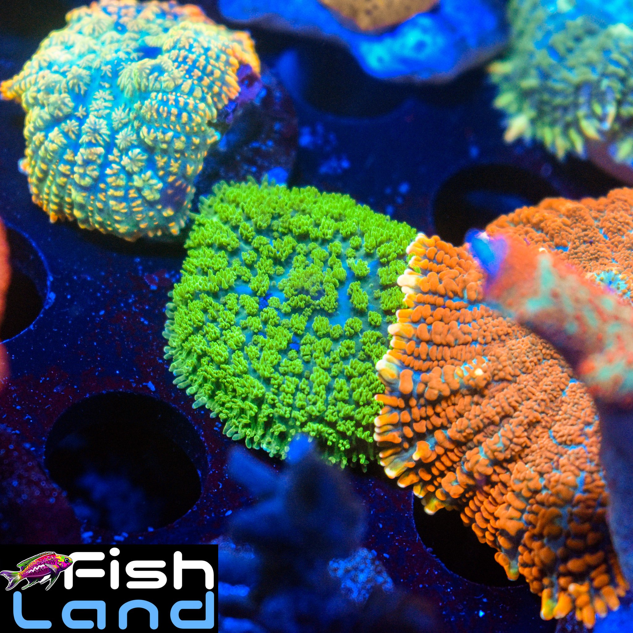 Ultra Green Rhodactis